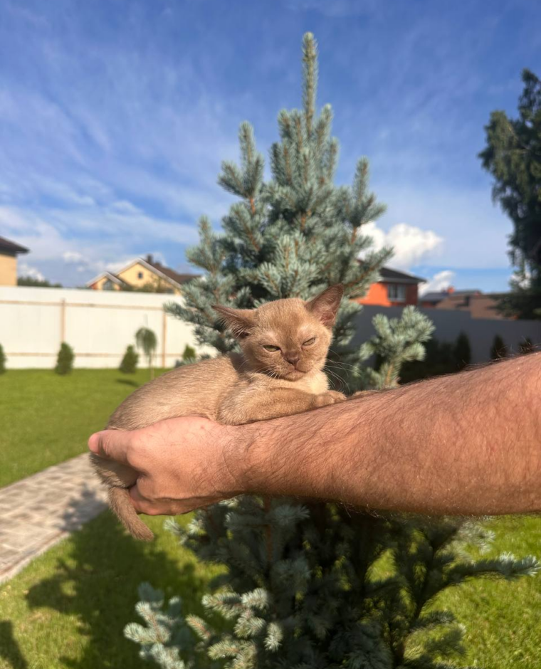 Котёнок из питомника CHEPAK BURMA