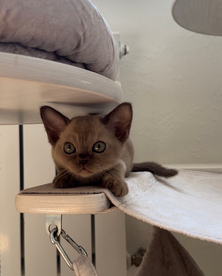 Котёнок из питомника CHEPAK BURMA