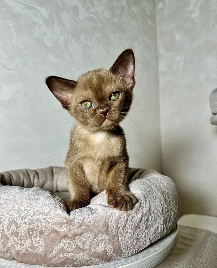 Котёнок из питомника CHEPAK BURMA