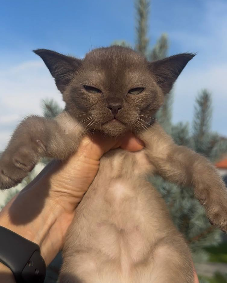 Котёнок из питомника CHEPAK BURMA